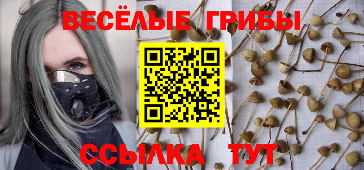 Галлюциногенные грибы Psilocybe Реутов